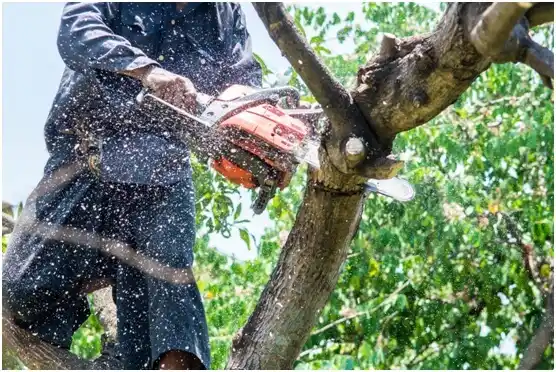 tree services Raymond